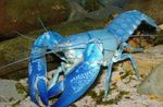 Foto Aquarium Cyan Yabby flusskrebs (Cherax destructor), blau