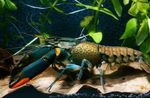 Photo Aquarium Cherax Lorentzi crayfish, brown