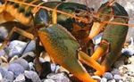Foto Acuario Cherax Holthuisi cangrejo de río, marrón