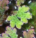 フォト アクアリウムプランツ 妖精の苔のアカウキクサ シダ (Azolla caroliniana), 緑色