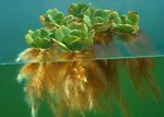 Foto Akvaariumi Taimi Vee Salat (Pistia stratiotes), roheline