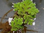 fotografija Akvarijske Rastline Voda Praprot (Azolla filiculoides), zelen