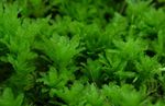 სურათი აკვარიუმი მცენარეები Hart ენა Thyme Moss ხავსები (Plagiomnium undulatum), მწვანე