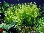 Фото Аквариум өсімдіктер Lindern Rotundifolia (Lindernia rotundifolia), жасыл