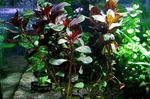 Foto Las plantas de acuario Palustris Ludwigia (Ludwigia palustris), Rojo