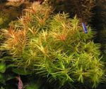 foto Aquariumplanten Water Hedge (Peplis diandra, Didiplis diandra), Rood