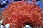 fotografie Akvárium Květináč Korálů (Goniopora), červená
