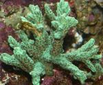 Horn Coral (Pelzigen Korallen)