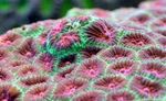 foto Aquário Coral Abacaxi (Coral Lua) (Favites), variegado