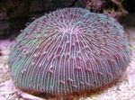 Platta Korall (Svamp Korall)