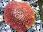 Foto Akvarium Plade Koral (Champignon Coral) (Fungia), rød