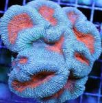 Foto Aquarium Gelappt Hirnkoralle (Open Brain Coral) (Lobophyllia), hellblau