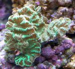 Merulina Κοράλλια