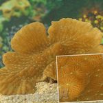 Photo Aquarium Merulina Coral, yellow
