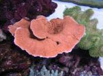 Montipora Värillinen Koralli