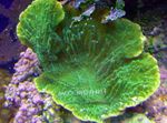 Photo Aquarium Montipora Colored Coral, green