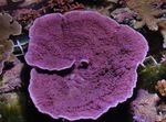 fotografie Acvariu Montipora Coral Colorat, violet