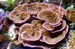 foto Aquário Montipora Coral Colorido, castanho