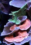 φωτογραφία ενυδρείο Montipora Χρωματιστά Κοράλλια, ροζ