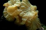Photo Aquarium Fox Coral (Ridge Coral, Jasmine Coral) (Nemenzophyllia turbida), yellow