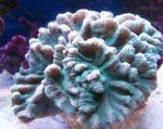 Photo Aquarium Spiny Cup (Pectinia), light blue