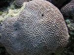 Platygyra Coral foto e cuidado
