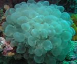 фотографија Акваријум Bubble Coral (Plerogyra), светло плава