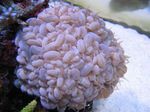 Photo Aquarium Bubble Coral (Plerogyra), pink