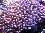 фотографија Акваријум Cauliflower Coral (Pocillopora), љубичаста