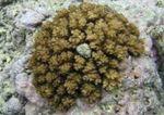 фотографија Акваријум Cauliflower Coral (Pocillopora), браон