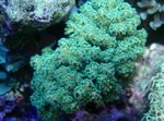 фотографија Акваријум Cauliflower Coral (Pocillopora), зелена