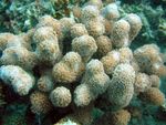Foto Akvaarium Porites Korall, pruun