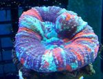 Foto Aquarium Zahn Korallen, Korallen-Taste (Scolymia), bunt