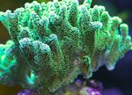фотографија Акваријум Birdsnest Coral (Seriatopora), зелена