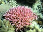 Foto Akvarij Birdsnest Koralja (Seriatopora), roze
