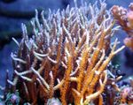 Foto Akvarij Birdsnest Koralja (Seriatopora), žuti