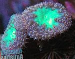 Бластомусса (Ананасовый коралл)