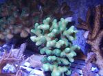 Photo Aquarium Finger Coral (Stylophora), light blue