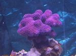 Photo Aquarium Finger Coral (Stylophora), purple