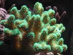 mynd Fiskabúr Fingur Coral (Stylophora), grænt