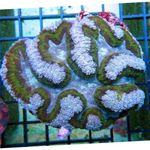Foto Acuario Symphyllia Coral, azul claro