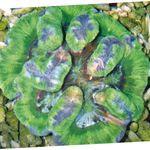 Fil Akvarium Symphyllia Korall, grön