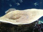 φωτογραφία ενυδρείο Φλιτζάνι Κοραλλιών (Παγόδα Κοράλλι) (Turbinaria), κίτρινος