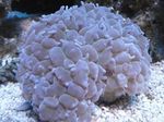 Photo Aquarium Pearl Coral (Physogyra), light blue