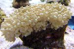 Photo Aquarium Pearl Coral (Physogyra), yellow