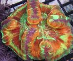 Fil Akvarium Hjärna Kupol Korall (Wellsophyllia), brokig