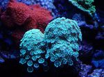 fotografie Acvariu Alveopora Coral, albastru deschis