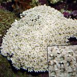 Photo Aquarium Organ Pipe Coral (Tubipora musica), white