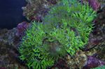 Photo Aquarium Elegance Coral, Wonder Coral (Catalaphyllia jardinei), green