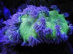 照 水族馆 优雅珊瑚，珊瑚奇观 (Catalaphyllia jardinei), 紫